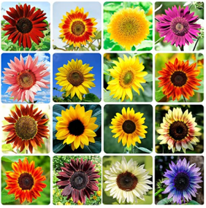 Colorful Sunflower Color Options - Inspiration for Acrylic Painting Class at ArtSea Living in Boynton Beach, Florida